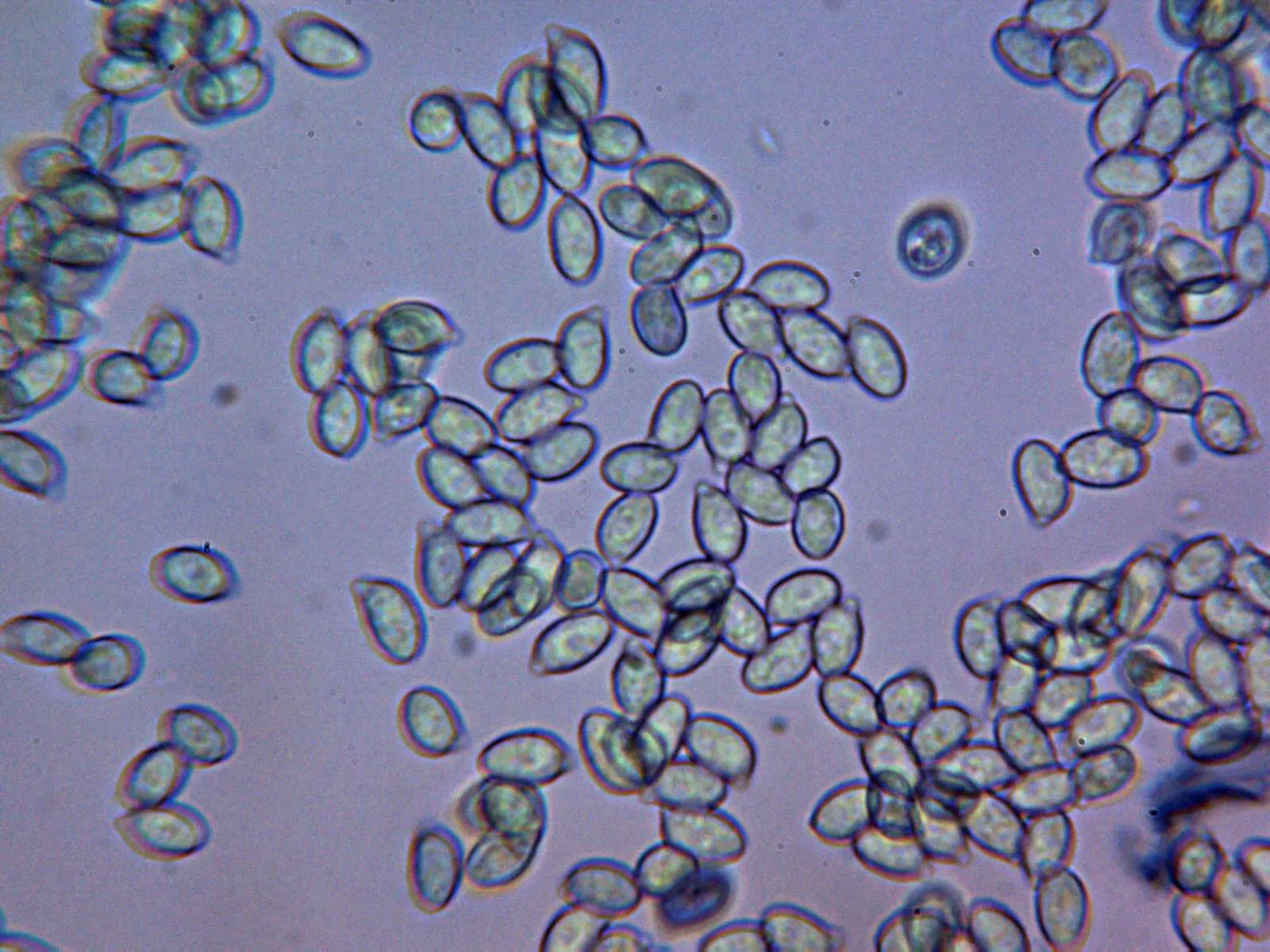 Microscopía de Phaeoclavulina flaccida - 10 - Esporas azul de Cresilo 3